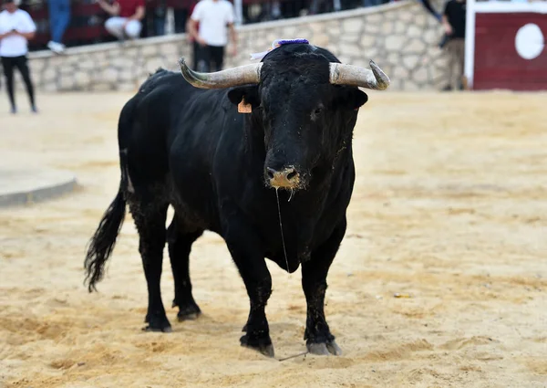 Sterke Stier Met Grote Hoorns Spanje — Stockfoto