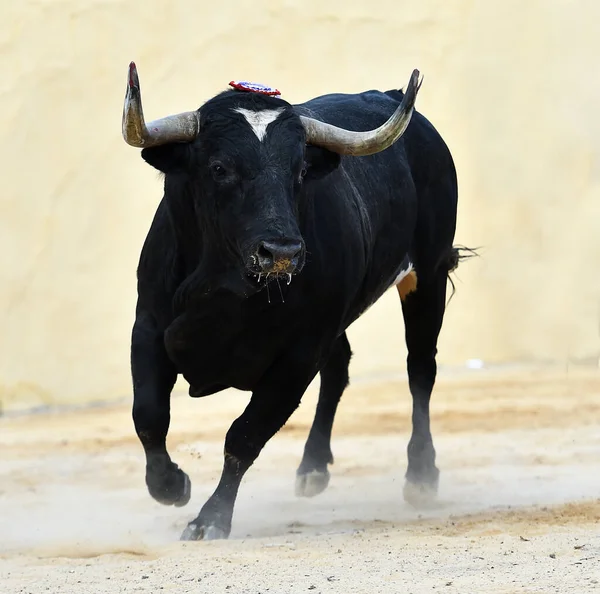 Stark Tjur Med Stora Horn Spanien — Stockfoto
