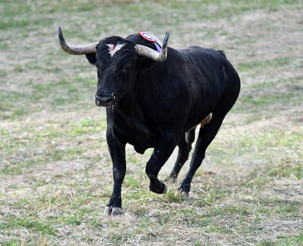 强壮的公牛 长着尖角的尖角 — 图库照片