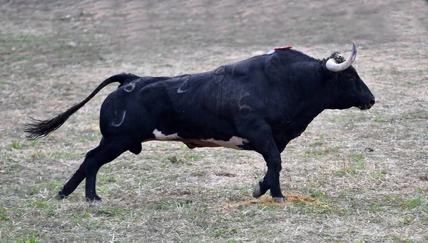 Bull Forte Com Chifres Grandes Espanha — Fotografia de Stock