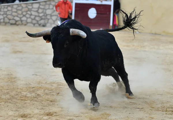 Stark Tjur Med Stora Horn Spanien — Stockfoto