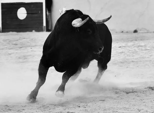 Starker Stier Mit Großen Hörnern Spanien — Stockfoto