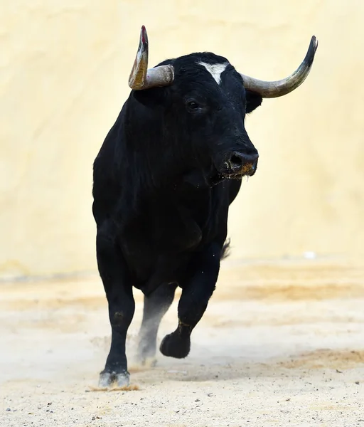 Starker Stier Mit Großen Hörnern Spanien — Stockfoto