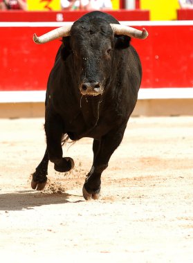 Büyük boynuzları olan güçlü siyah boğa İspanyol boğa güreşi gösterisinde