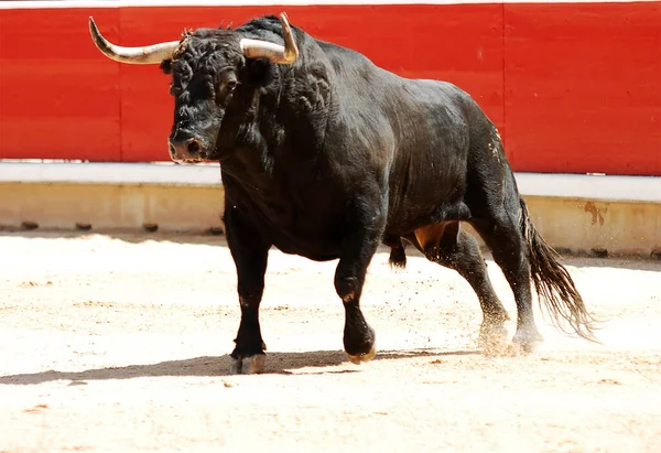 闘牛のスペインの光景に大きな角を持つ強い黒い雄牛 — ストック写真