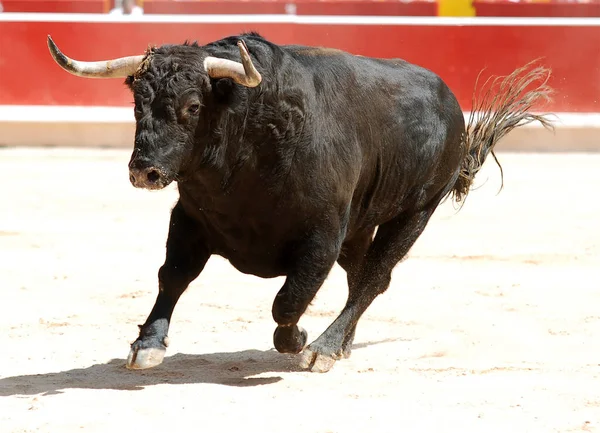 Silny Czarny Byk Dużymi Rogami Hiszpańskim Spektaklu Walki Byków — Zdjęcie stockowe