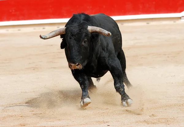Сильний Чорний Бик Великими Рогами Іспанському Видовищі Бика — стокове фото