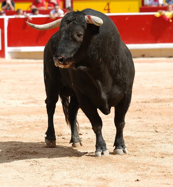 Silný Černý Býk Velkými Rohy Španělské Podívané Býčí Zápasy — Stock fotografie