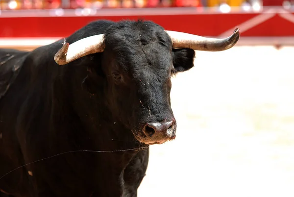 strong black bull with big horns in spanish spectacle of bullfight