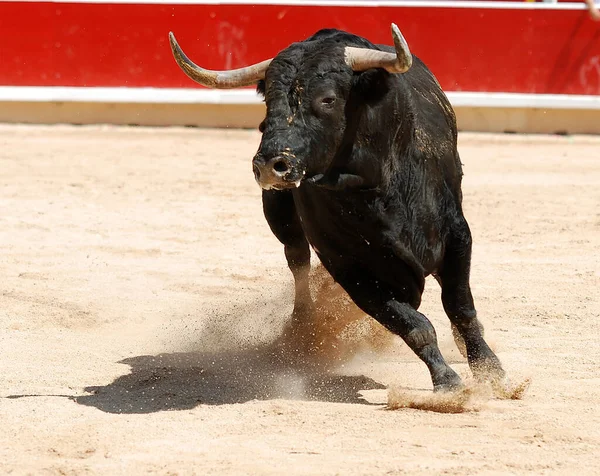 强壮的黑色公牛 长着大大的角 有着西班牙式的斗牛奇观 — 图库照片