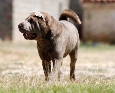 Shar pei cinsinin güzel bir köpeği.