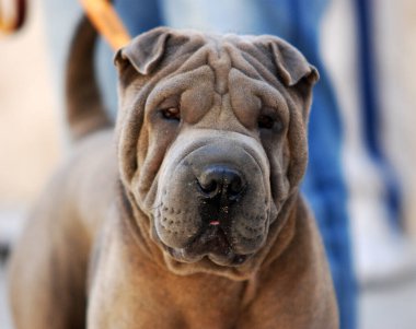 a beautiful dog of the shar pei breed clipart