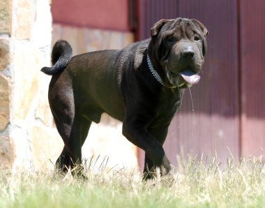 Shar pei cinsinin güzel bir köpeği.