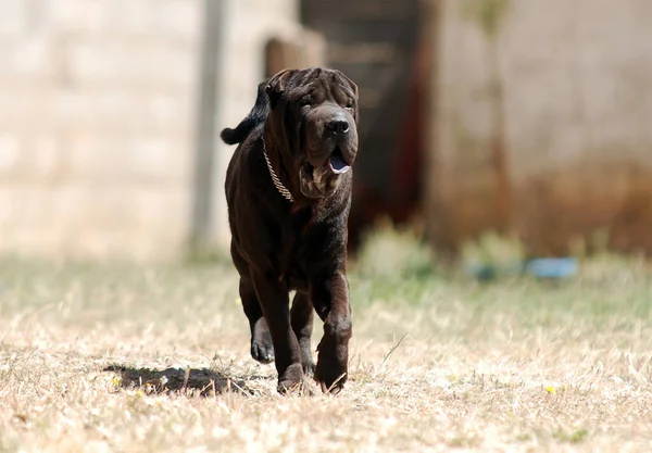 Shar pei cinsinin güzel bir köpeği.