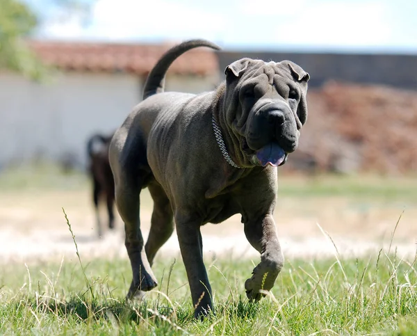 Een Mooie Hond Van Het Shar Pei Ras — Stockfoto