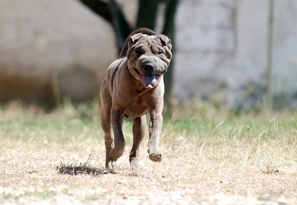 Красива Собака Породи Шарпей — стокове фото