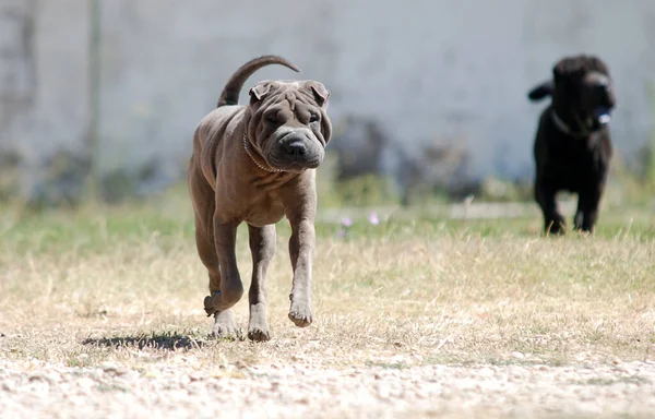 Shar pei cinsinin güzel bir köpeği.