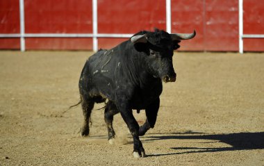 Siyah boğa geleneksel boğa güreşi gösterisinde