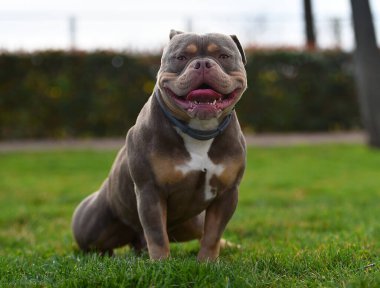 Amerikan zorbalarının azametli köpeği.