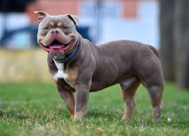 Amerikan zorbalarının azametli köpeği.