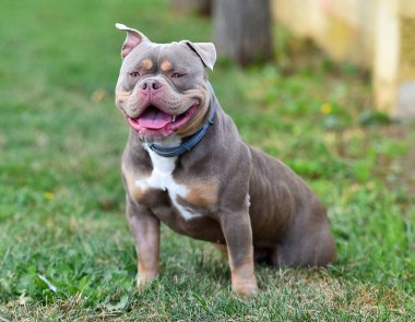 Amerikan zorbalarının azametli köpeği.