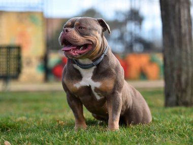 Amerikan zorbalarının azametli köpeği.
