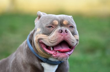 Amerikan zorbalarının azametli köpeği.