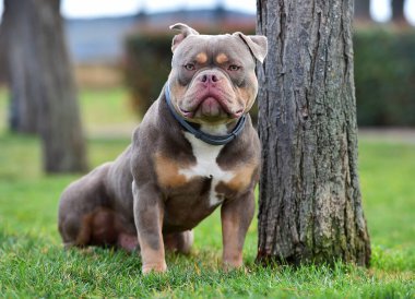 an imposing dog of the american bully breed clipart