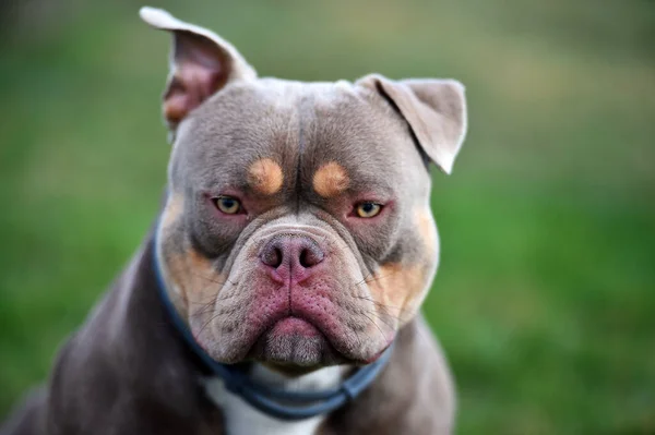 Навязчивая Собака Американской Породы Хулиганов — стоковое фото