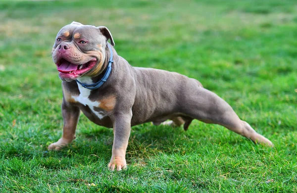 Ein Imposanter Hund Der Amerikanischen Rüpel Rasse — Stockfoto