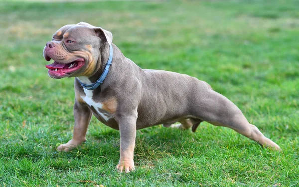 Een Imposante Hond Van Het Amerikaanse Bullebak Ras — Stockfoto