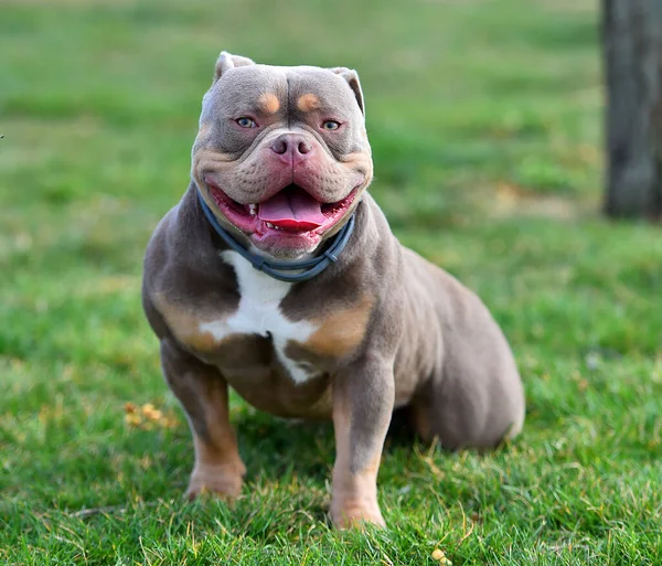 Ein Imposanter Hund Der Amerikanischen Rüpel Rasse — Stockfoto