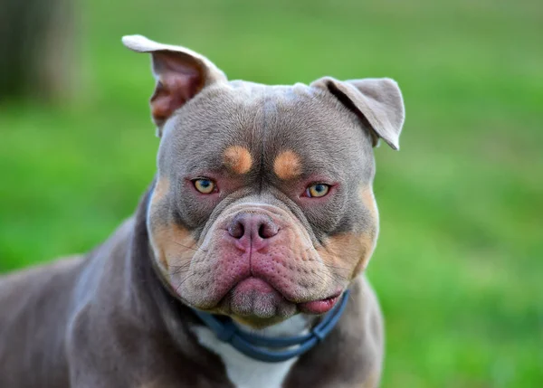 an imposing dog of the american bully breed