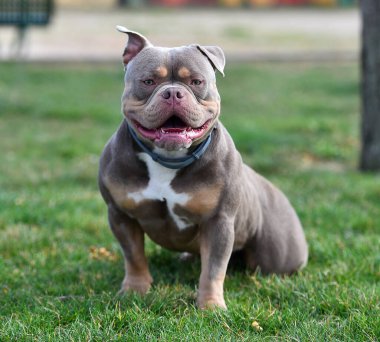 Parktaki güçlü bir Amerikan zorba köpeği.