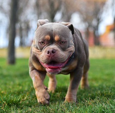 Kaslı bir Amerikan zorba köpeği.