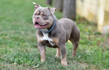 Kaslı bir Amerikan zorba köpeği.