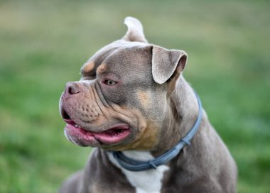 Kaslı bir Amerikan zorba köpeği.