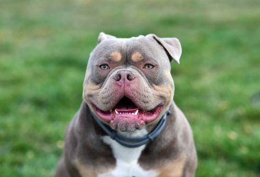 Kaslı bir Amerikan zorba köpeği.