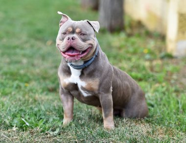 Amerikan zorbalarının azametli köpeği.