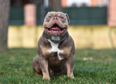 Amerikan zorbalarının azametli köpeği.