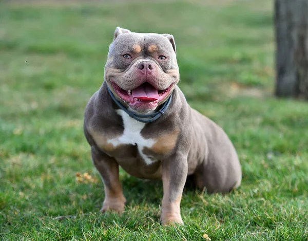 Сильний Американський Бульбашковий Собака Парку — стокове фото