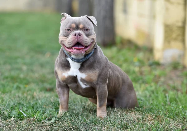 Strong American Bully Dog Park — Stock Photo, Image