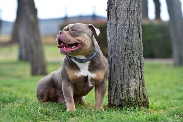 Parktaki Güçlü Bir Amerikan Zorba Köpeği — Stok fotoğraf