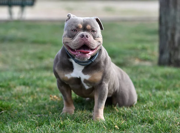 筋肉質のアメリカ人のいじめ犬 — ストック写真