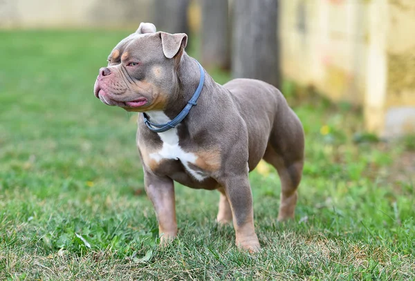 Cão Valentão Americano Musculoso — Fotografia de Stock