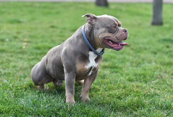 Cão Valentão Americano Musculoso — Fotografia de Stock