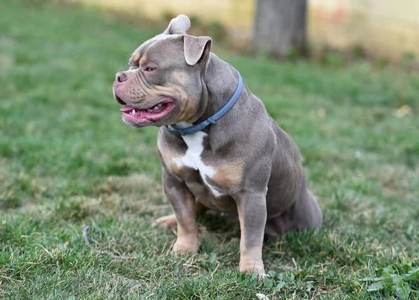 Muscular American Bully Dog — Stock Photo, Image