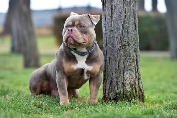 Muscular American Bully Dog — Stock Photo, Image