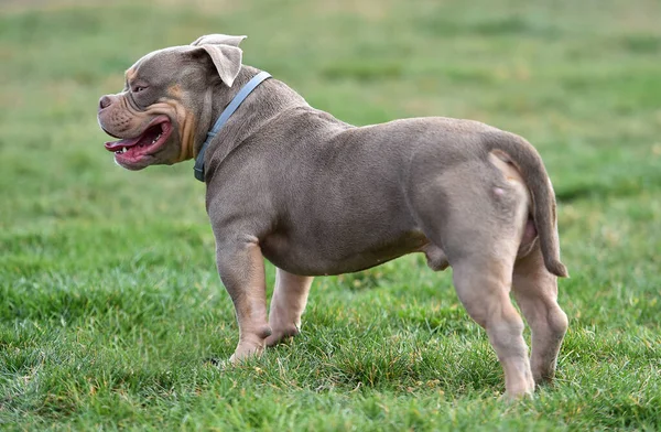 Imposing Dog American Bully Breed — Stock Photo, Image