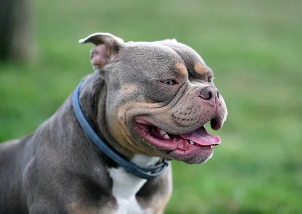 Imposing Dog American Bully Breed — Stock Photo, Image